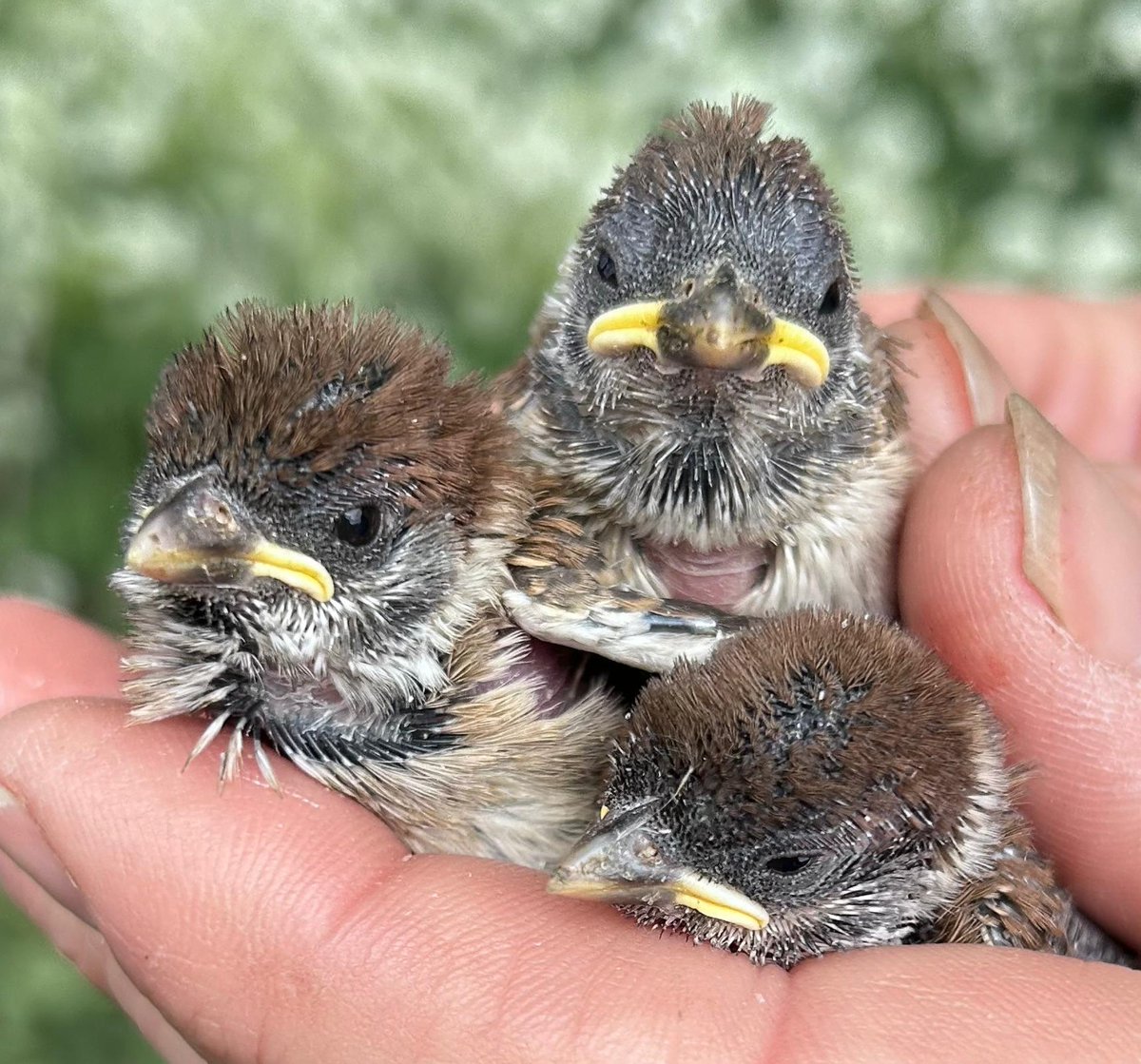The roller coaster of monitoring Tree Sparrows took a turn and we had a positive weekend. We are up to 111 pairs now. This brood were  a real highlight as it is a site that was abandoned 5 years ago. It is great to see them return!