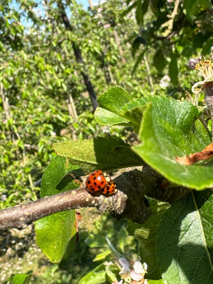 Great British Apples and Pears tweet media