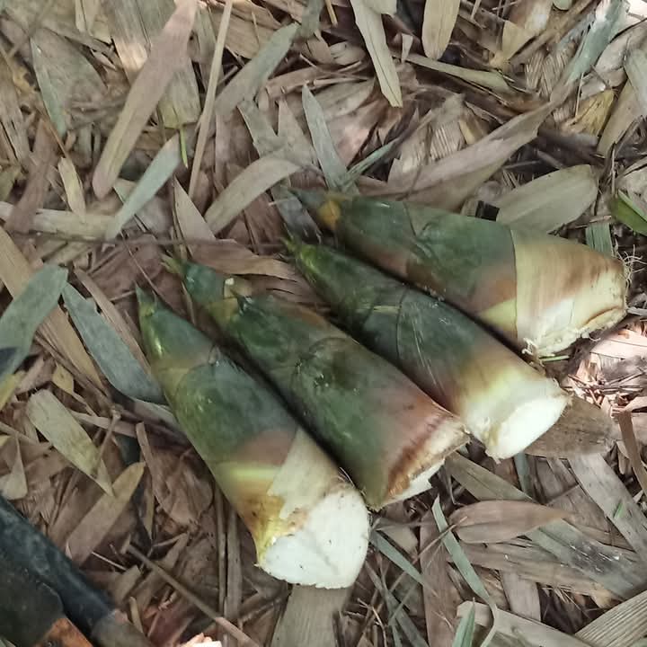 หน่อไม้โตๆ