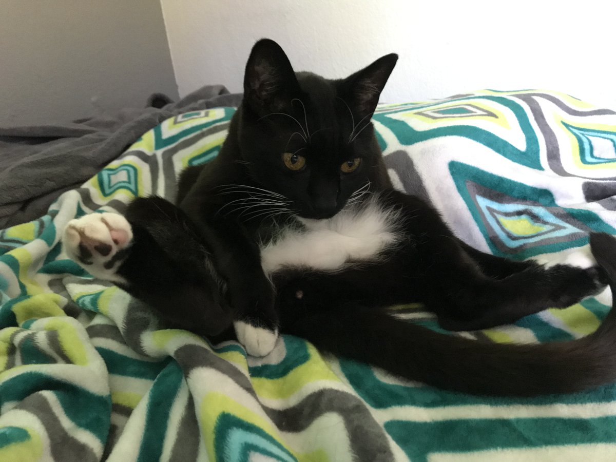 Rain's Cats (@catssurname) on Twitter photo 