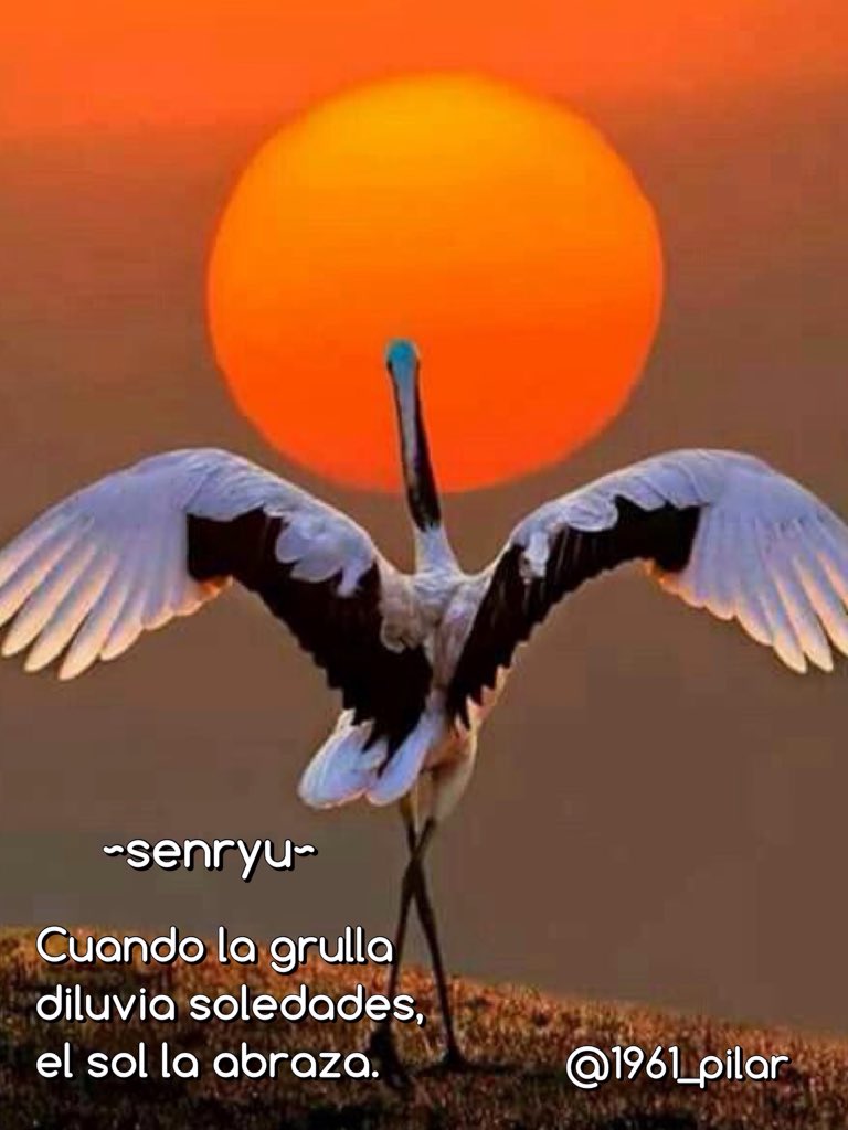 Un nuevo amanecer ¡Buenos días!

Cuando la grulla...

~senryu~

#LYF15  #VAFlorDePiel