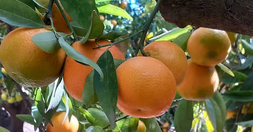 BeCitrusOnline's tweet photo. La propuesta de valor de Naranjas Valorange  es ofrecer #naranjas y #mandarinas recién cogidas del árbol directamente al consumidor final, bajo el lema “Del árbol a su mesa”.

#NaranjasOnline #Valencia #BeCitrusOnline #BeCitrusMyFriend https://t.co/X8hjPsM5xd