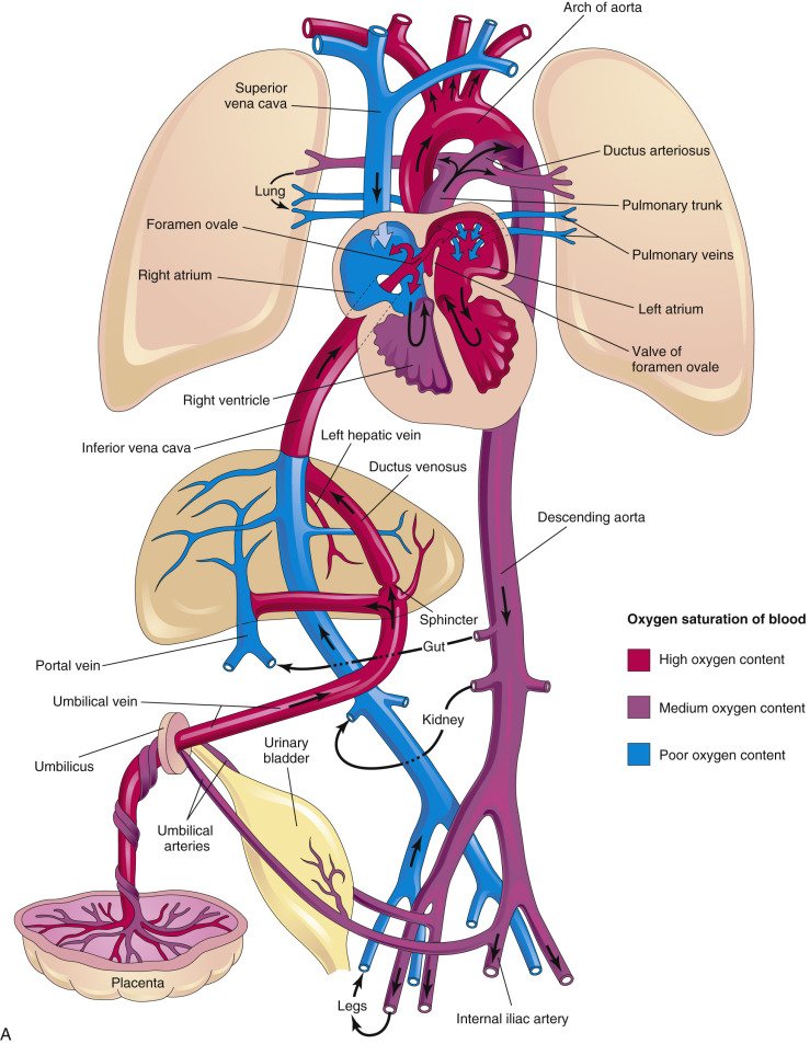 TrackYourHeart's tweet photo. Fetal circulation 😍 https://t.co/6qZNZn7u9j