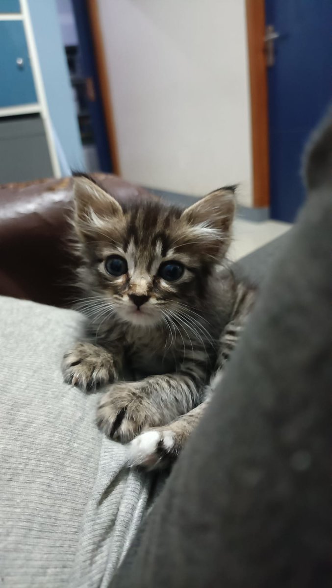 belselsal22's tweet photo. hi guys, barangkali ada yang mau adopt kucing kitten lucu ini, umur sekitar 1-2 bulan, calon calon longhair, dh pinter toilet training, makan juga pinter, rewog, dom rancaekek/nangor/cimahi/bdg yang mau comment/ DM aja yawwww
#freeadoptbandung #kitten #adoptkucing #adoptgratis https://t.co/2zprqVqmvI