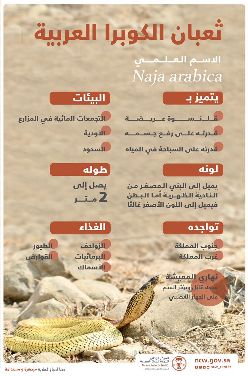abdullah91194's tweet photo. الكوبرا العربية (أم حوه، الحوة، قدار، الأشر، الجازر، جمل الجن) تسكن بكثرة «جبال عسير» 🐍 
سمه قاتل للإنسان ويهاجم الجهاز العصبي كمثيله الصل وتبلغ كمية السم اللازمة لقتل إنسان وزنه (70 كجم) حوالي (15 – 20 ملجم).
تصوير الاستاذ نايف المالكي
@nf8080nf https://t.co/EoCxecJ8UG