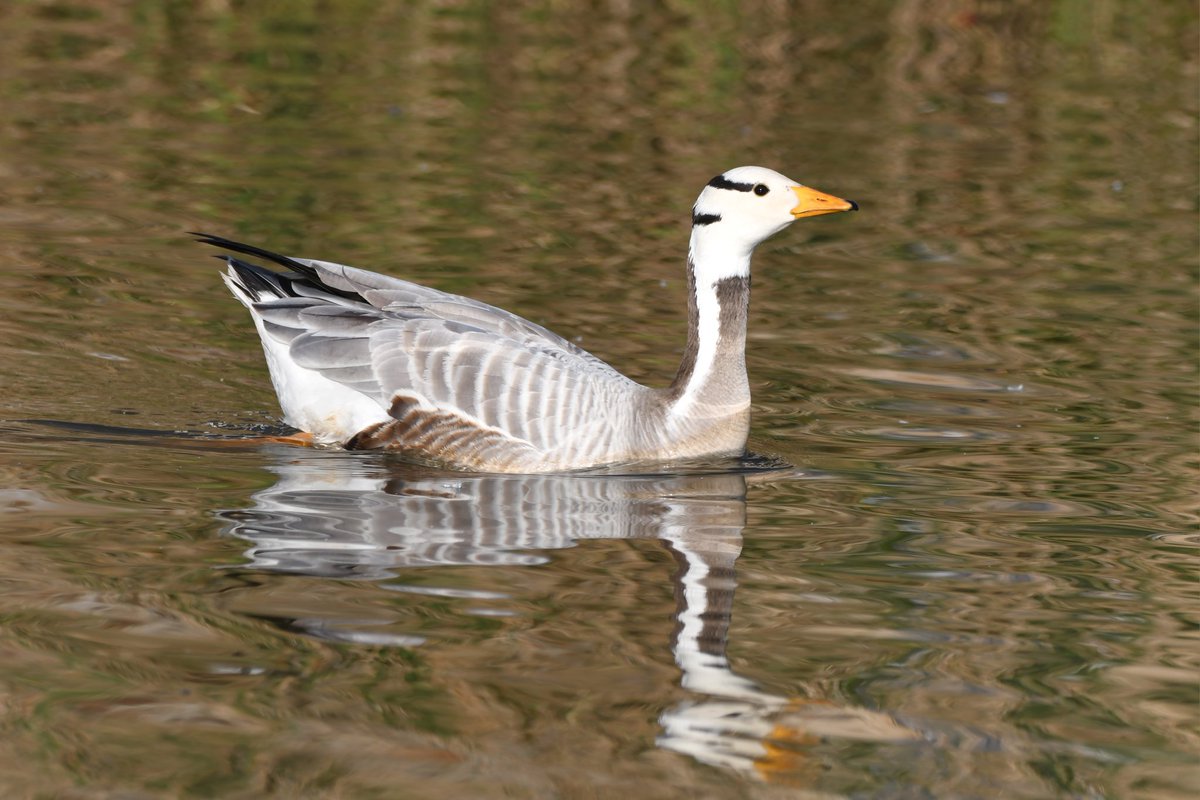 nealesmithworld's tweet photo. Bar-headed Goose
Saturday morning
Bude Cornwall 〓〓
#Bude #Cornwall
#Barheadedgoose
#Barheadedgeese https://t.co/SWcp6HV3Zm