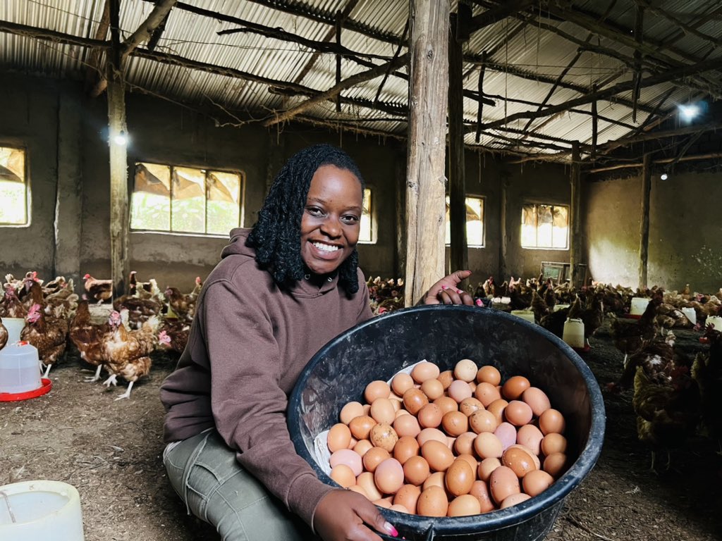 MichelDblessed's tweet photo. Poultry farming is one of the most sure deal agribusiness ventures. It creates employment, generates high income, and improves the well-being of the community through nutritional security for both young and adults.
#PoultryFarming
#InvestInFarming
#FarmingIsLife https://t.co/c4JcDvLyag