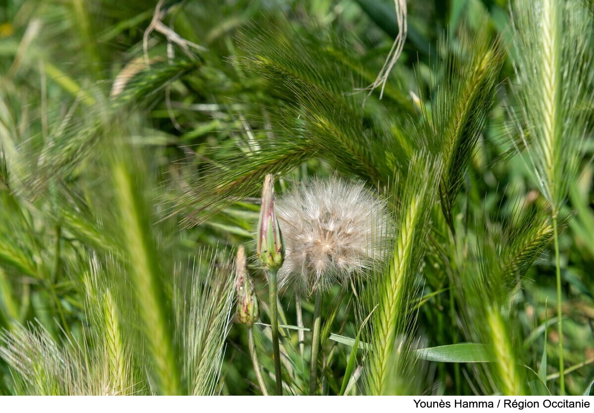 Région Occitanie tweet media