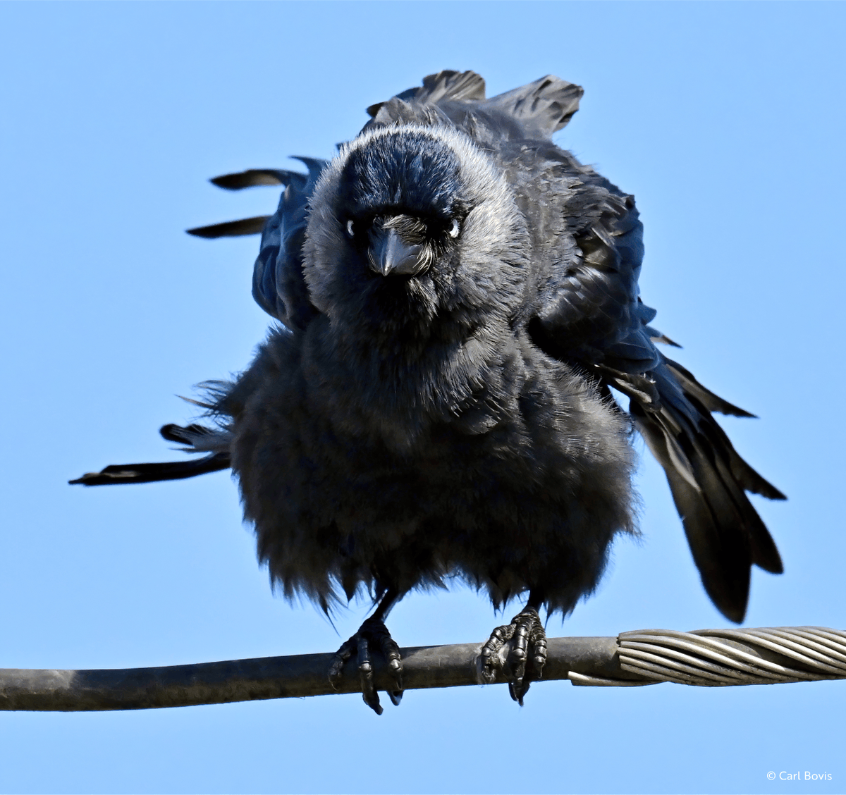 RSPB (@natures_voice) on Twitter photo It's Monday. I'm calm. I'm composed. I'm absolutely fine.
📷 <a href="/CarlBovisNature/">Carl Bovis</a>
#MondayMotivation It's Monday. I'm calm. I'm composed. I'm absolutely fine.
📷 <a href="/CarlBovisNature/">Carl Bovis</a>
#MondayMotivation
