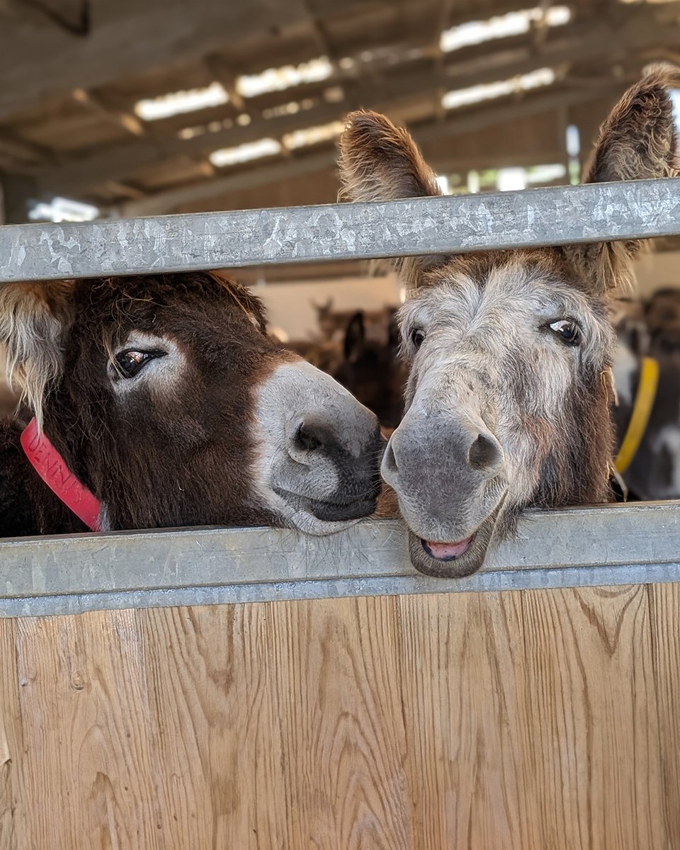 Dennis and Lulu from Axnoller Farm wish you a happy Monday! 😊