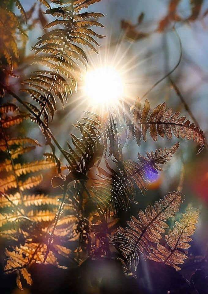 laisse tes yeux se fondre
dans l’éblouissement du jour naissant
peut-être sentiras-tu
l’immensité de l’instant t’enlacer
l’univers t’envelopper
d’un manteau de lumière
tu deviendras alors
cela
que chaque âme attend
silencieusement
quand l’obscurité gronde
au seuil de leur cœur