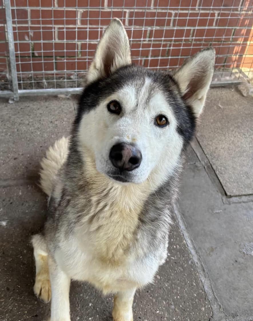 Please retweet, we need to stop dogs being dumped and taken to council pounds #UK ⭐️
Please contact your MP about this. Ask them to halt breeding, ban pet selling sites and sales of pets on social media and to restrict ownership⁉️ 
Too many dogs are falling into the wrong hands.