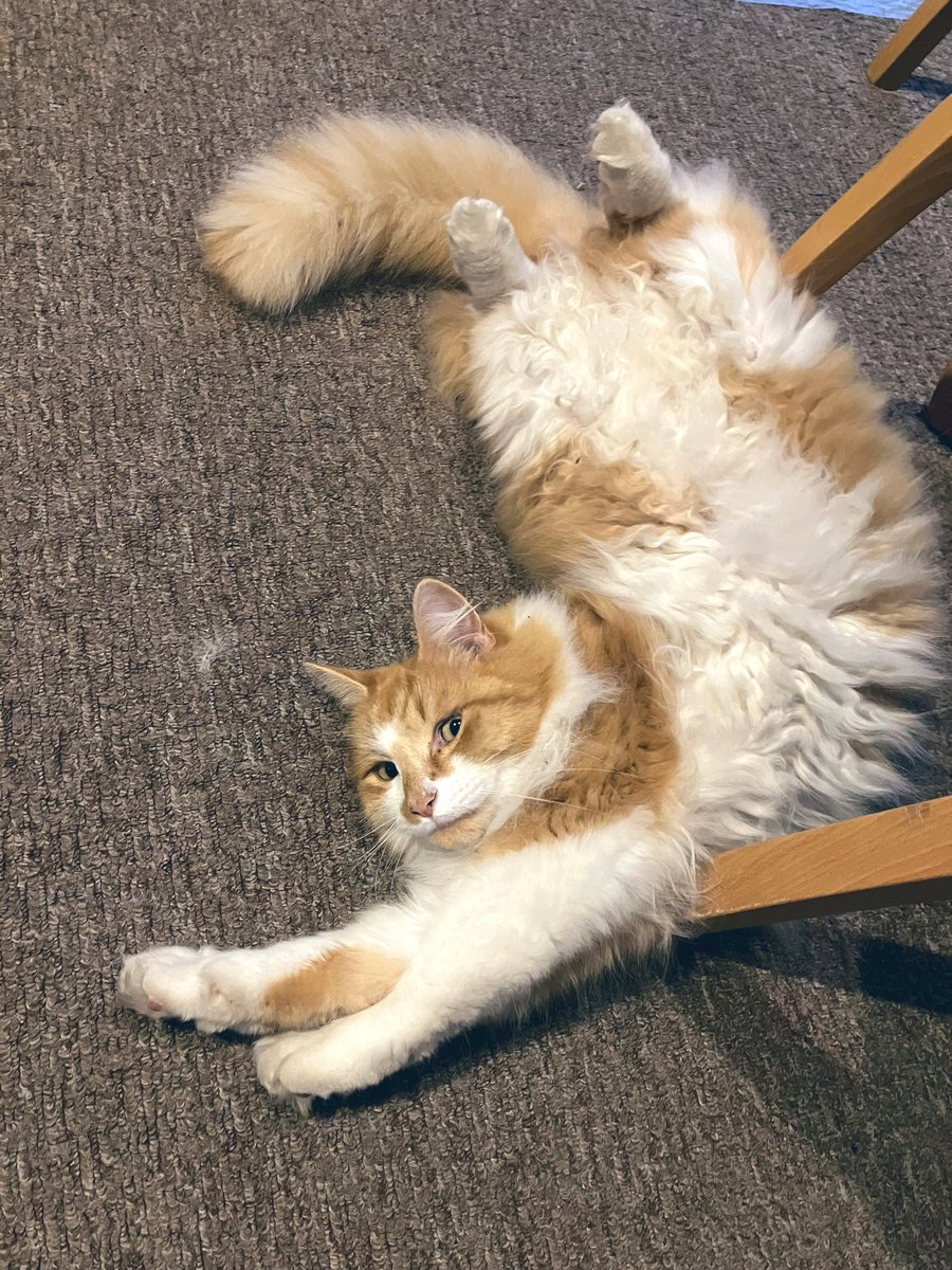 Why yes thank mew, I am very comfortable like dis 😹 #Hedgewatch #CatsOfTwitter #catsonx