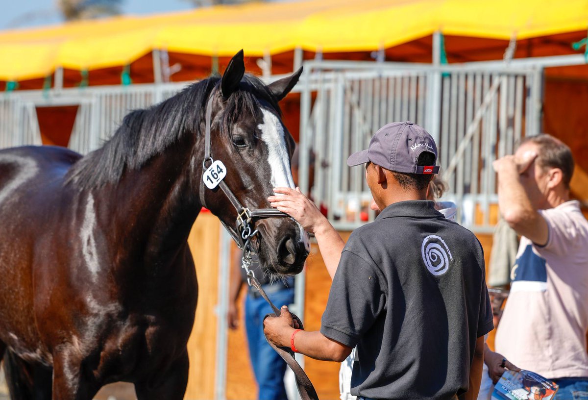 Top-Class Catalogue For Kzn Yearling Sale Unveiled
tba.co.za/2025/05/19/top…
tba.co.za/2025/05/19/top…