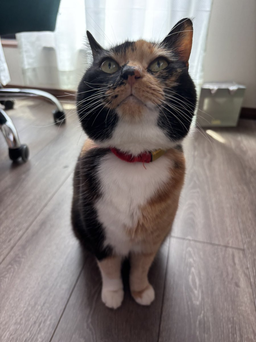 koge_yama's tweet photo. はにちゃん、犬版catlogのフィードバックモニターに選んでいただき、今日からcatlogさんの犬やってます✨笑
こげ様も愛用中なので、晴れてcatlog姉妹になりました🐱🐶
#catlog4dogs
@Catlog_RABO @Catlog4Dogs https://t.co/aF86GDIuVk