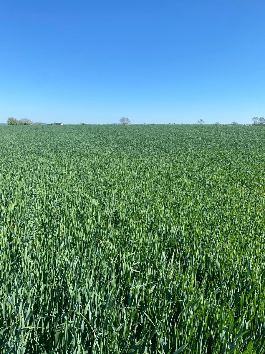 Steven McAllister (@stevenwhites123) on Twitter photo 