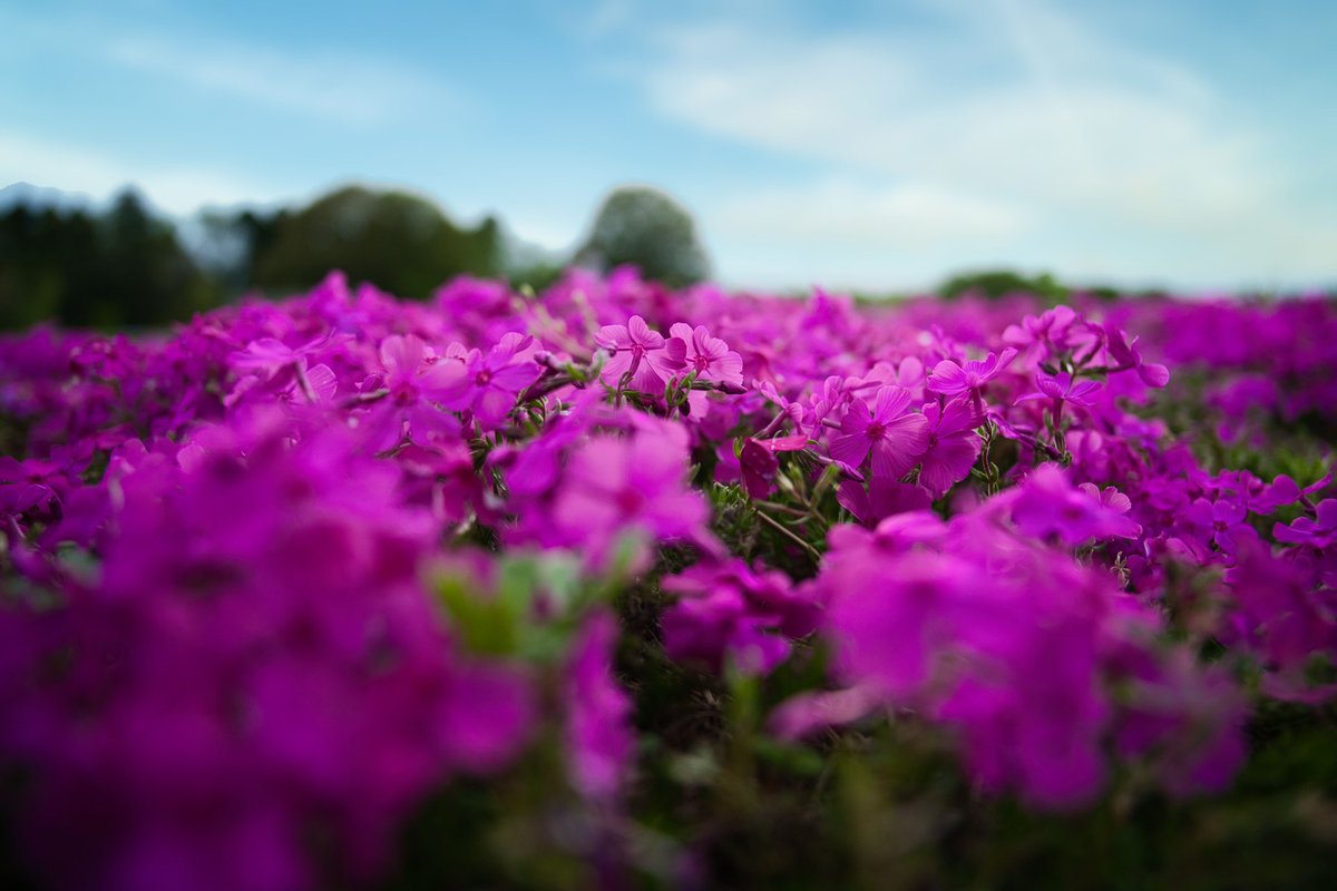 yuno_TMHY's tweet photo. 芝桜〜
#写真好きな人と繋がりたい
#カメラ好きな人と繋がりたい
#ファインダー越しの私の世界
#私とニコンで見た世界 https://t.co/ukNOTciIYp
