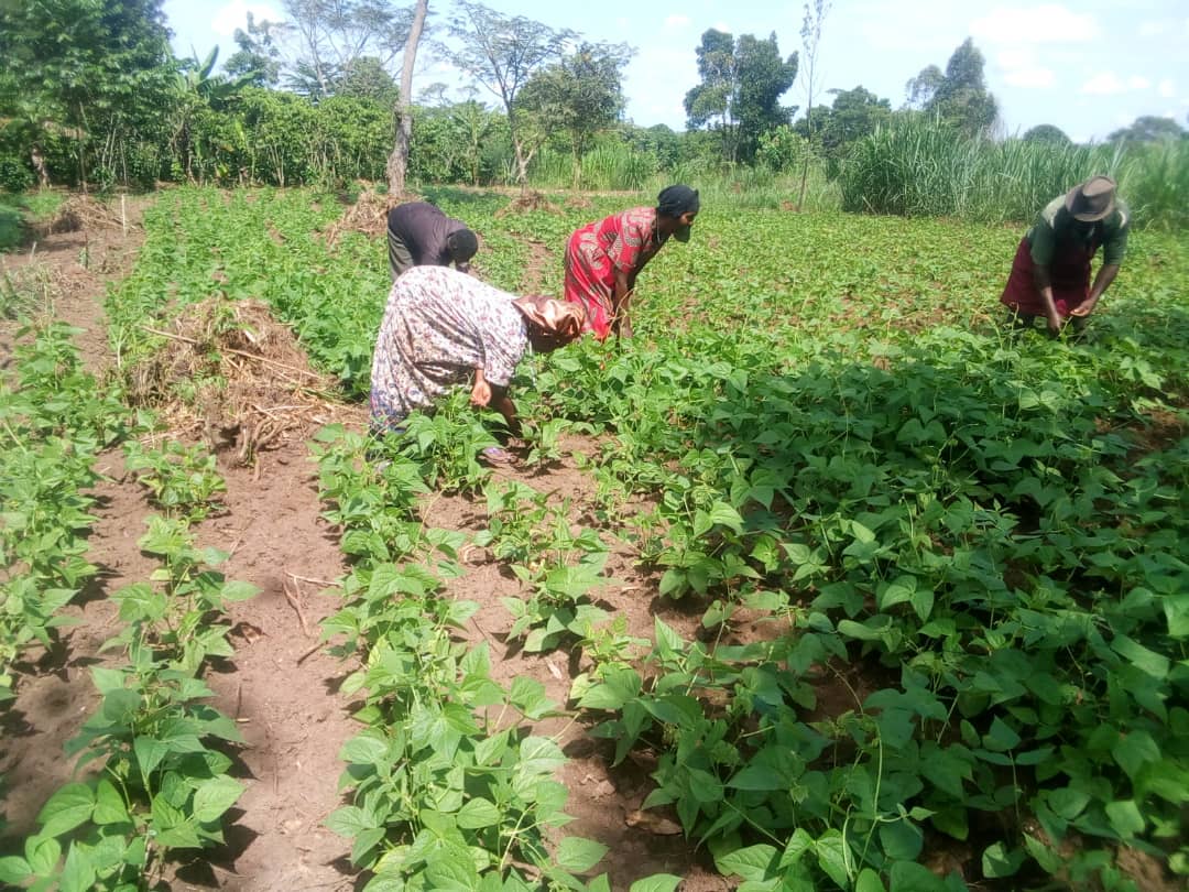 Mother care groups weeding their bean garden. This will become a learning site and source of planting material at the end of the season.