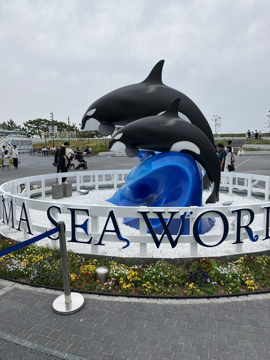 JoeLineger's tweet image. 須磨シー、イルカやシャチのショーをかなり売りにしてる。展示よりもショーを見せるなーって思ったので、体育会系な水族館って印象を得た。