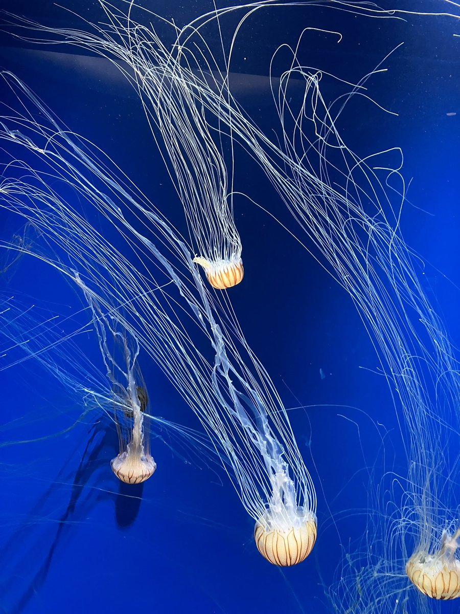 JoeLineger's tweet image. 須磨シー、イルカやシャチのショーをかなり売りにしてる。展示よりもショーを見せるなーって思ったので、体育会系な水族館って印象を得た。