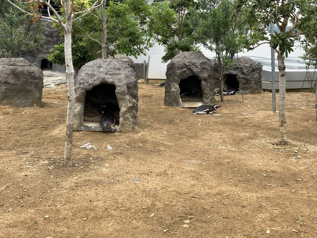 JoeLineger's tweet image. 須磨シー、イルカやシャチのショーをかなり売りにしてる。展示よりもショーを見せるなーって思ったので、体育会系な水族館って印象を得た。