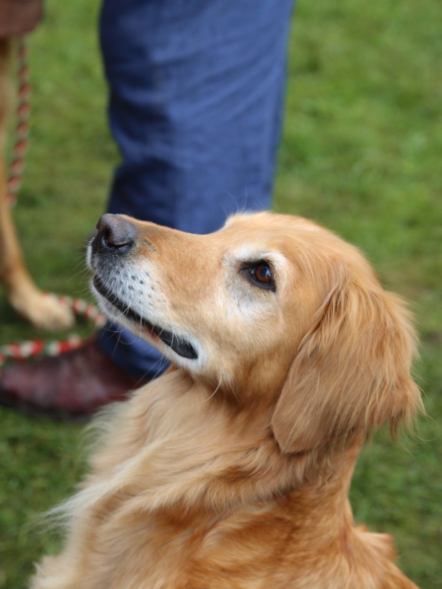 BBC Gardeners World (@gwandshows) on Twitter photo Monty’s <a href="/BBCRadio2/">BBC Radio 2</a> Garden brought some furry friends to the show ground today, including Gary Davies' dog Chilli!
It also reunited Ned with his mother and sister. Don’t miss all the fun taking place at this year’s #RHSChelseaFlowerShow at 2pm on BBC One! Monty’s <a href="/BBCRadio2/">BBC Radio 2</a> Garden brought some furry friends to the show ground today, including Gary Davies' dog Chilli!
It also reunited Ned with his mother and sister. Don’t miss all the fun taking place at this year’s #RHSChelseaFlowerShow at 2pm on BBC One!