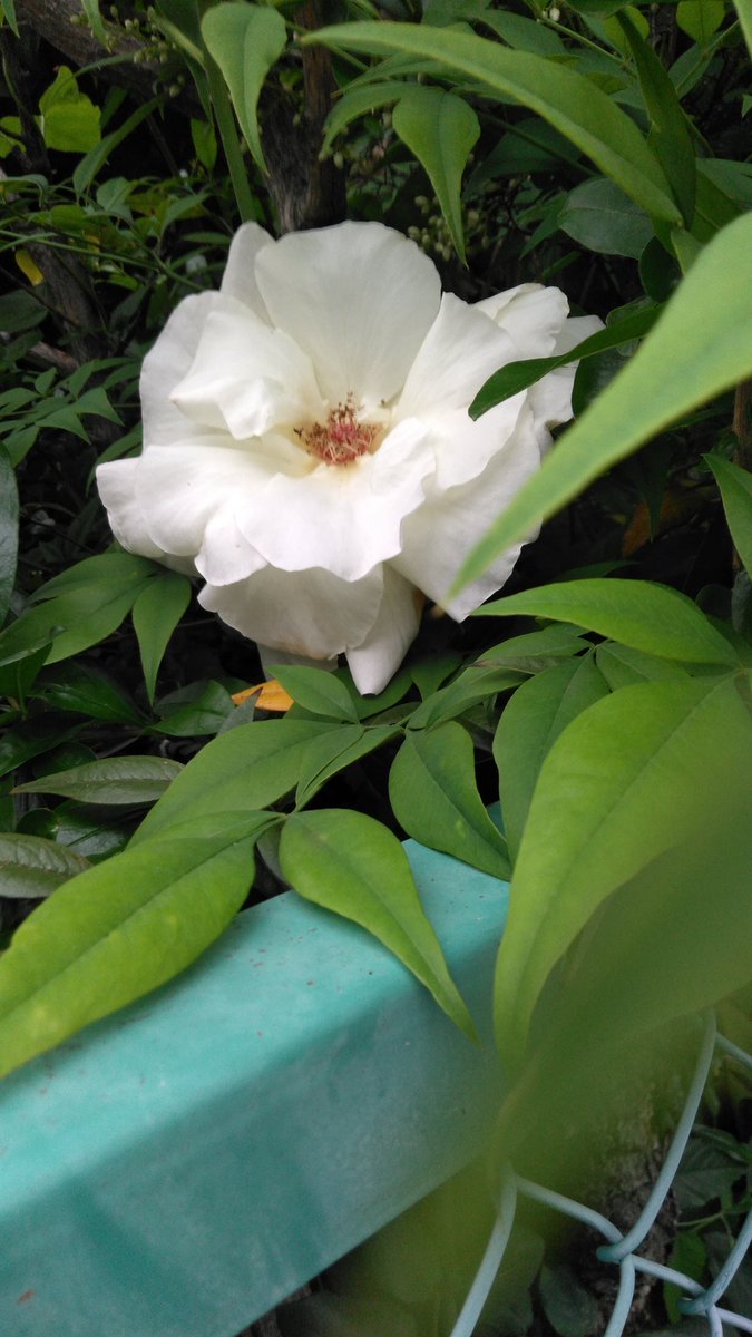 v5EaeDju's tweet photo. 大輪の薔薇が咲いていました。
日経先物は38800円台から下落して､100MAの攻防に入ったように見えます。米国債が格付けを下げられ、円高に振れているのも原因との報道があります。いずれにしても、1か月ほど上げた先物は調整と見ています。買い玉は9月物にロールオーバーまたは利益確定しました。 https://t.co/aKs5JdPbuE