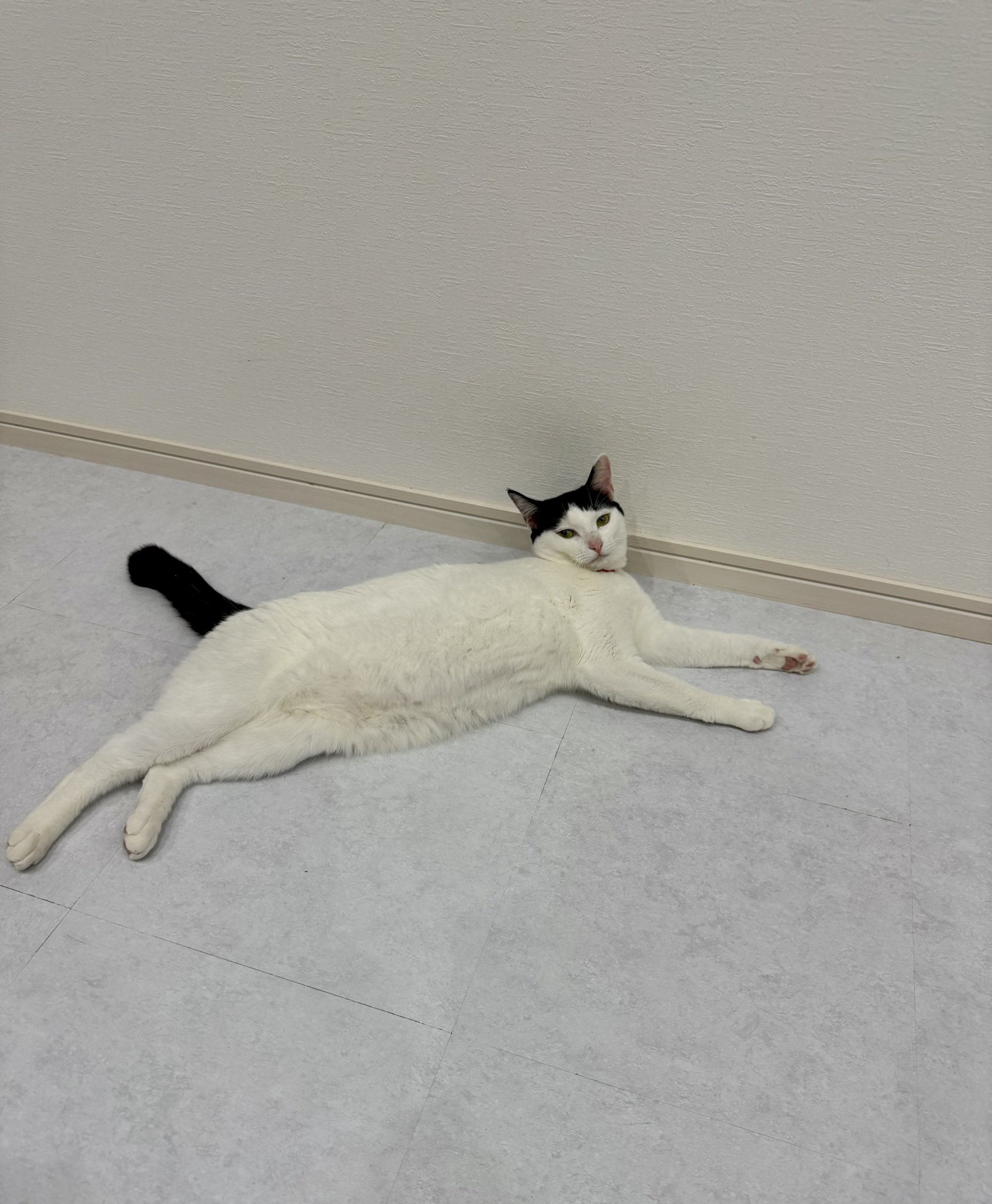 新しい到着 格闘技ねこまる on X:  猫雑貨・オーナーズグッズ
