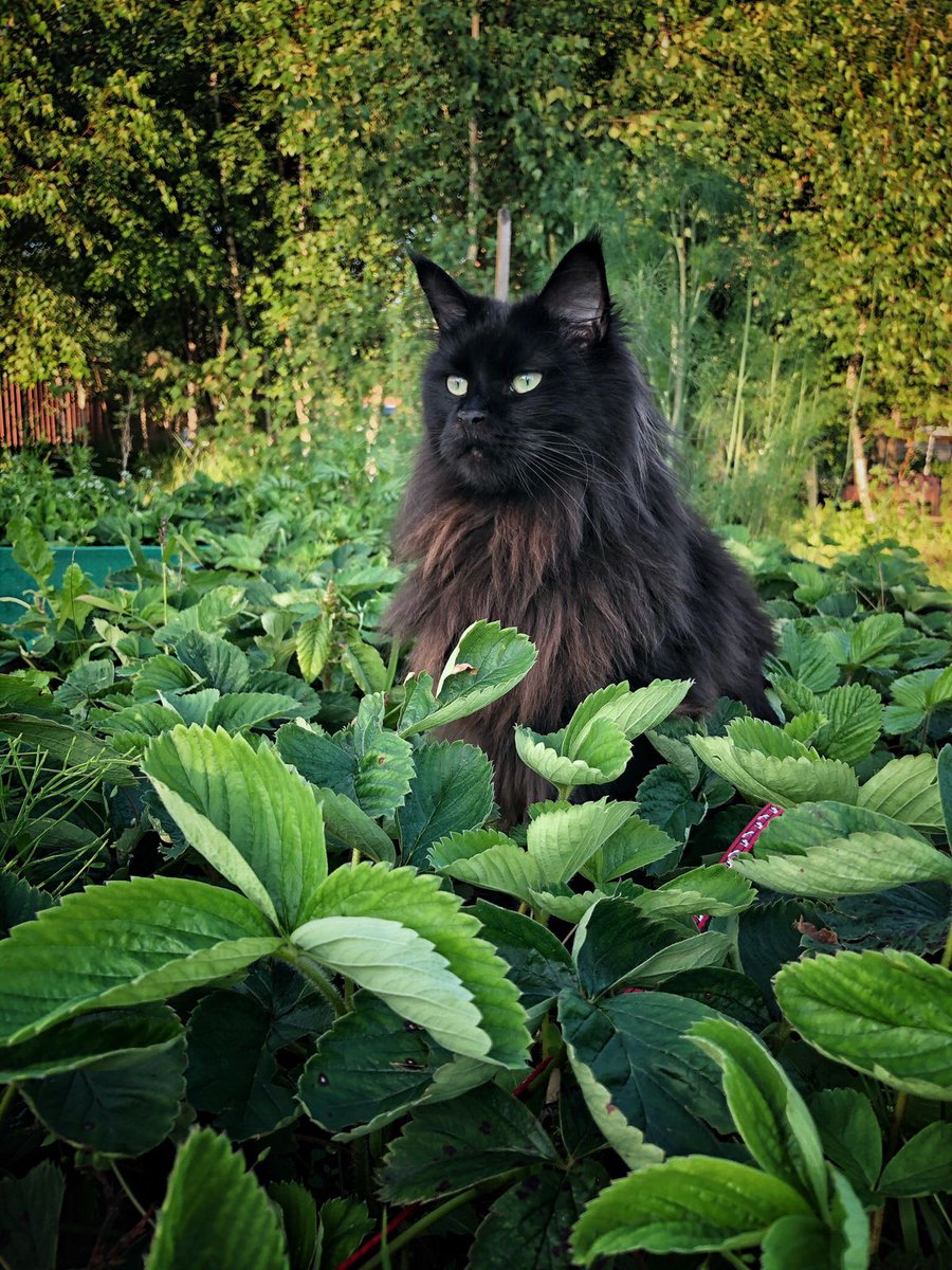 Zola in her natural habitat.