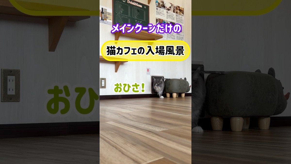 MeowMoeDotCom's tweet image. メインクーンだけの【猫カフェの入場風景】#mainecat #cooncat #cat #もふ
 
meowmoe.com/180988/
 
#Neko #メインクーン #出勤 #大型猫 #巨猫 #猫の爪切り