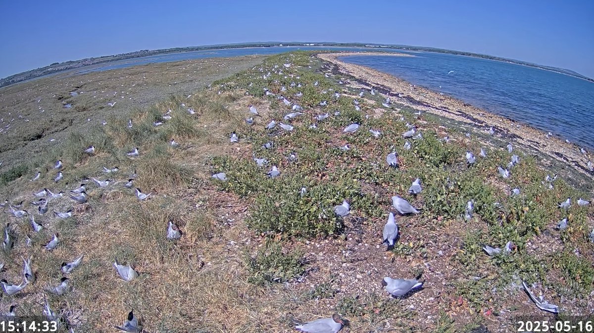 RSPB England (@rspbengland) on Twitter photo The RSPB and partners have been working hard to restore habitat on the Solent ⭐
To celebrate work completed so far, <a href="/solentseascape/">Solent Seascape Project</a> are livestreaming the nesting seabird action on the islands at RSPB Langstone Harbour. Funding comes from <a href="/ProjectLOTE/">LIFEOnTheEdge</a>
👉brnw.ch/21wSL2M The RSPB and partners have been working hard to restore habitat on the Solent ⭐
To celebrate work completed so far, <a href="/solentseascape/">Solent Seascape Project</a> are livestreaming the nesting seabird action on the islands at RSPB Langstone Harbour. Funding comes from <a href="/ProjectLOTE/">LIFEOnTheEdge</a>
👉brnw.ch/21wSL2M