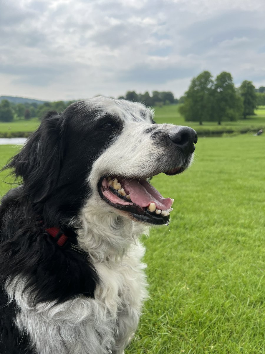 Simon_Powell_'s tweet image. Zippy went to sleep this morning. The cancer had come back and was just going to keep coming. But he made a bloody good fight of it for an old lad!
Didn’t do too badly. Made it to 14 and was with us for 12 years. Went everywhere/did everything with us. Knew he was loved 🐶❤️