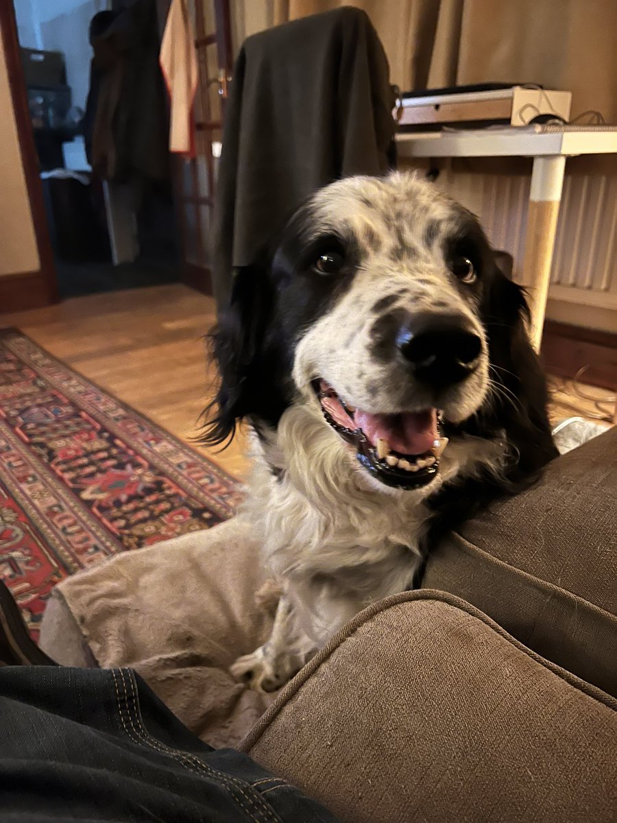 Simon_Powell_'s tweet image. Zippy went to sleep this morning. The cancer had come back and was just going to keep coming. But he made a bloody good fight of it for an old lad!
Didn’t do too badly. Made it to 14 and was with us for 12 years. Went everywhere/did everything with us. Knew he was loved 🐶❤️