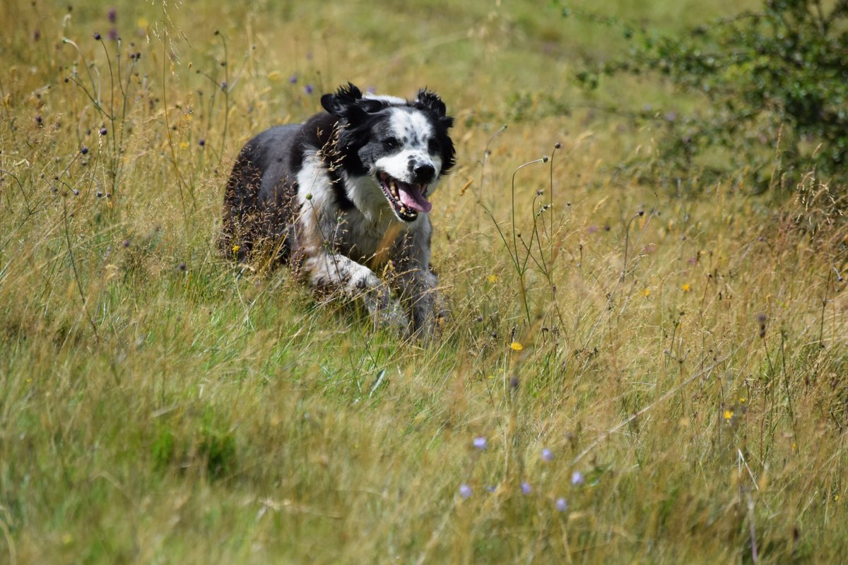 Simon_Powell_'s tweet image. Zippy went to sleep this morning. The cancer had come back and was just going to keep coming. But he made a bloody good fight of it for an old lad!
Didn’t do too badly. Made it to 14 and was with us for 12 years. Went everywhere/did everything with us. Knew he was loved 🐶❤️