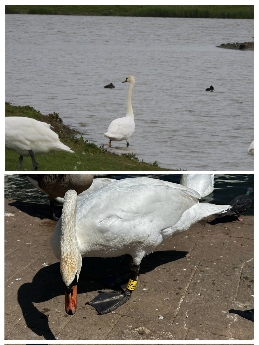 L312 was resighted again at Middlemarsh Farm near Skegness yesterday. Today he was sighted at Cleethorpes Boating Lake!
Ringed at the Brayford as a cygnet in August 2023. 

Photo Credit: Photo 1 - Lincoln Swan Project Data Collector, Photo 2: Cleethorpes Wildlife Rescue Volunteer