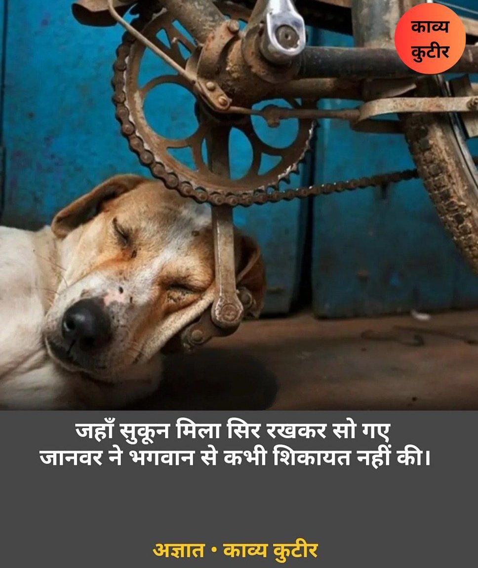 जहाँ सुकून मिला सिर रखकर सो गए 
जानवर ने भगवान से कभी शिकायत नहीं की।

- अज्ञात