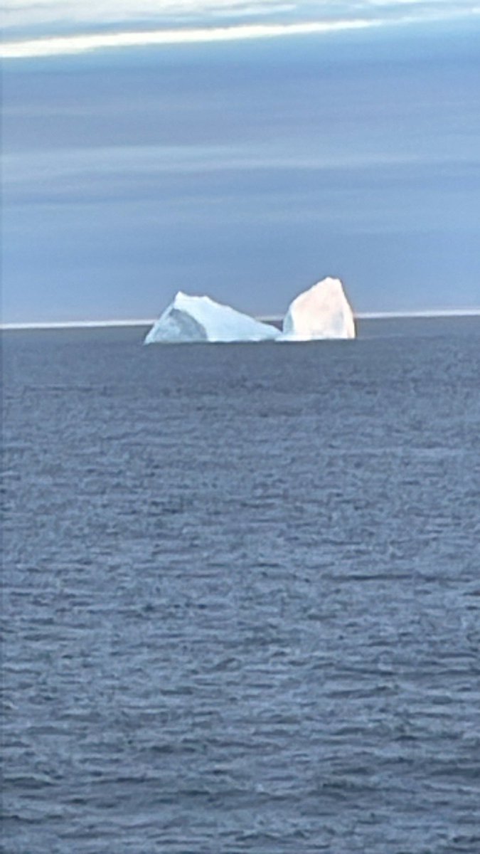 Lots of seals in the Strait of Belle Isle today