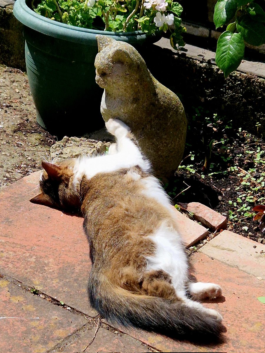 Smudge is not having much luck getting the other cat to play with her....