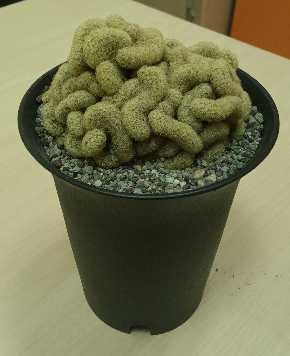 Pouria Moshayedi, MD PhD (@pouriamoshayedi) on Twitter photo New addition to the room: Cactus 🌵 growing brain. A notable frontal lobe may indicate higher cognitive function...
Bought from Tehran Plant Fair.
#cactus #brain <a href="/TehUofMed/">Tehran University of Medical Sciences</a> New addition to the room: Cactus 🌵 growing brain. A notable frontal lobe may indicate higher cognitive function...
Bought from Tehran Plant Fair.
#cactus #brain <a href="/TehUofMed/">Tehran University of Medical Sciences</a>