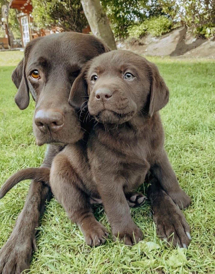 BestinDogs's tweet image. On a scale from 1 - 10 how beautiful is this photo?