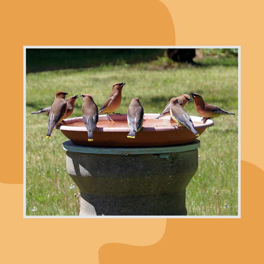 HomeinAnnArbor's tweet image. Create a peaceful retreat in your backyard with a bird bath. What have been your favorite bird-watching moments?
#AnnArborRealEstateAssociates #Buy #Sell #Invest # Ann Arbor #CaitlinPhillips #realestate #openhouse #lease #agent #home #Michigan