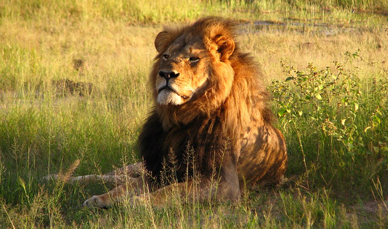 LION AID (@lionaid) on Twitter photo Roar for Change: Help Us Cross the Finish Line to Ban Lion Trophy Imports into the UK! <a href="/rickygervais/">Ricky Gervais</a> <a href="/JaneFallon/">Jane Fallon</a> <a href="/Levisonwood/">Levison Wood</a> <a href="/carrielbjohnson/">Carrie Johnson</a> <a href="/BorisJohnson/">Boris Johnson</a> <a href="/Protect_Wldlife/">PROTECT ALL WILDLIFE</a> <a href="/jimmykimmel/">Jimmy Kimmel</a> chng.it/HmPMhWw982 via <a href="/UKChange/">Change.org UK</a> Roar for Change: Help Us Cross the Finish Line to Ban Lion Trophy Imports into the UK! <a href="/rickygervais/">Ricky Gervais</a> <a href="/JaneFallon/">Jane Fallon</a> <a href="/Levisonwood/">Levison Wood</a> <a href="/carrielbjohnson/">Carrie Johnson</a> <a href="/BorisJohnson/">Boris Johnson</a> <a href="/Protect_Wldlife/">PROTECT ALL WILDLIFE</a> <a href="/jimmykimmel/">Jimmy Kimmel</a> chng.it/HmPMhWw982 via <a href="/UKChange/">Change.org UK</a>