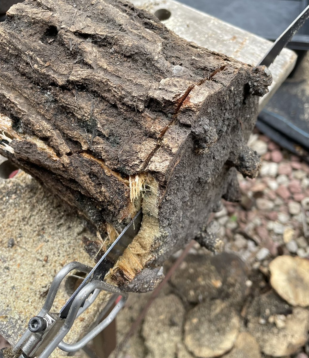 幻の『砂埋め レイシ材』 再販予告！ 数ある産卵材の中で、その