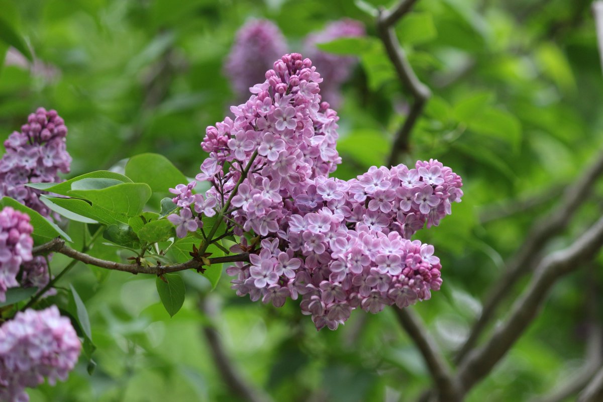 ムラサキハシドイ（ライラック） Syringa vulgaris が見ごろです
