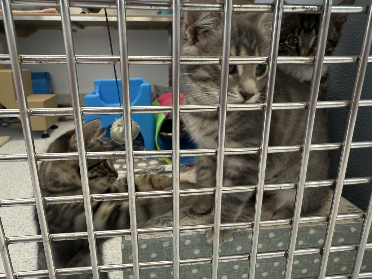 Simon Diprose tweet media