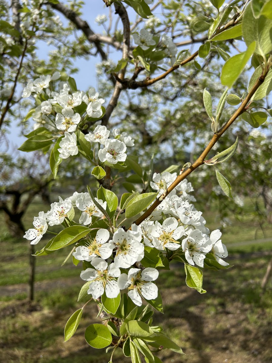 EchigoOrchard's tweet photo. 花の時期が終わって新緑の季節へ移ろっていきますね🌿

①りんご
②桃
③梨
④サクランボ https://t.co/OtZGW9k6pL