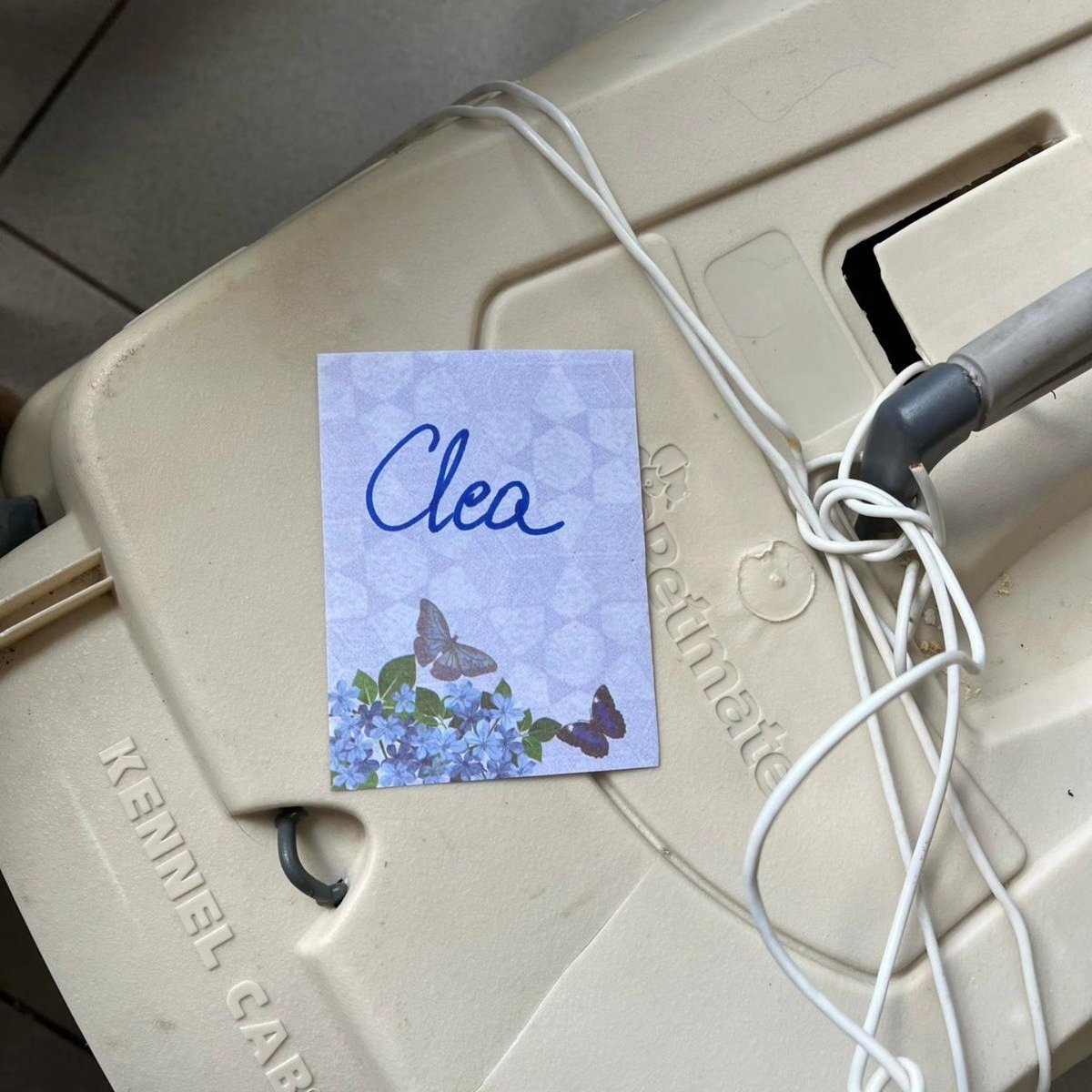 UNFASSBAR! Tierschutzverein Itzehoe und Kreis Steinburg e.V. Kopie: 
Heute haben wir vor der Tür unseres Tierheims eine Plastiktüte und eine Transportbox gefunden. Jemand hatte diese dort abgestellt (zwischen11:45 und12:00 Uhr), ohne zu klingeln, ohne um Hilfe zu bitten und hat