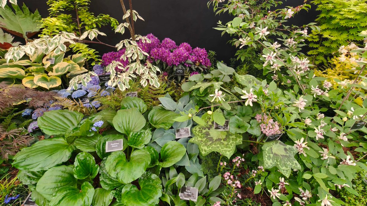 Burncoose Nurseries® tweet media