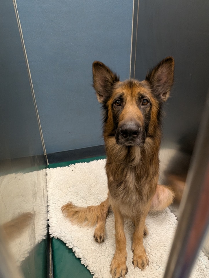 Animal Adoptions UK 🐕‍🦺🐈🐎❤️ tweet media