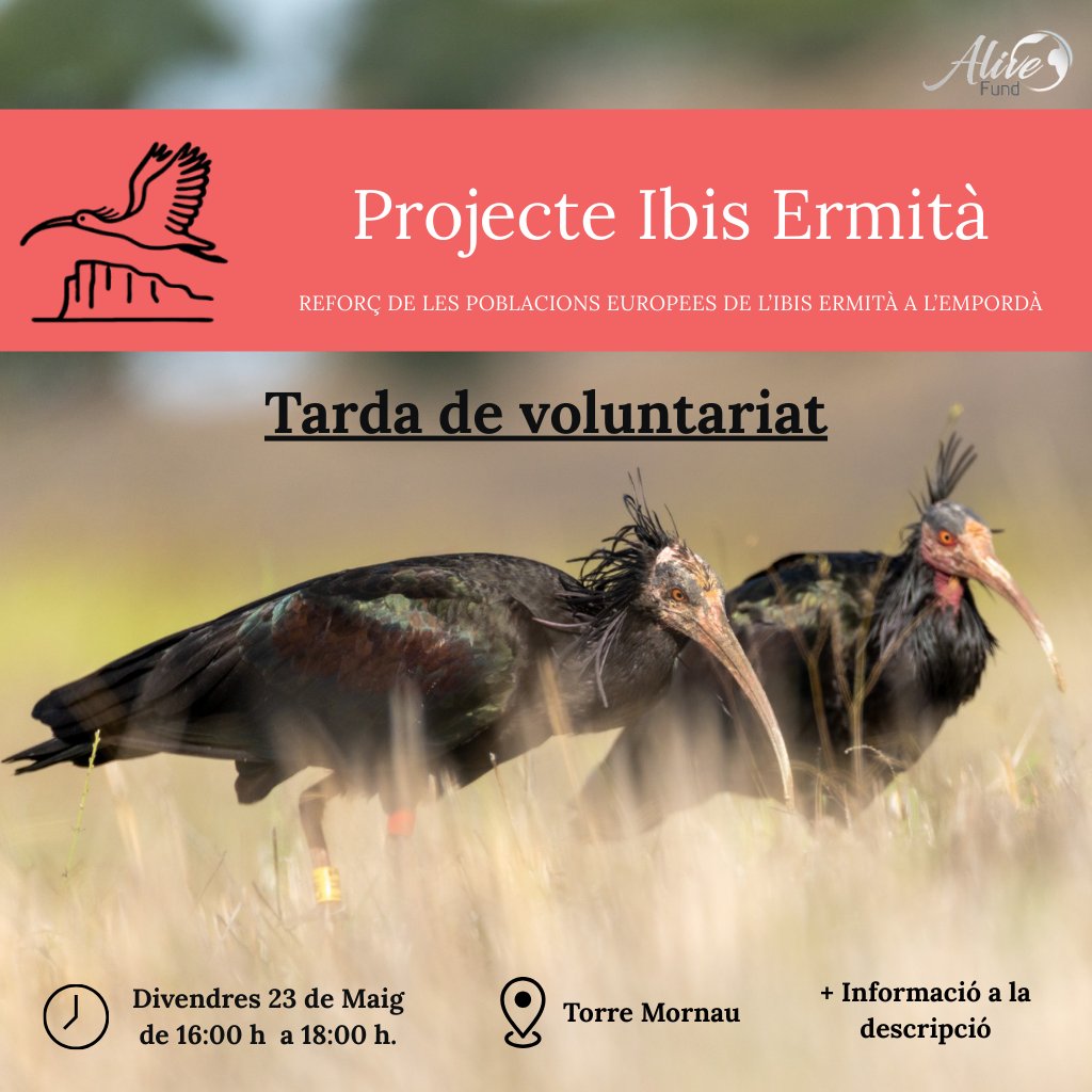 🧹Tarda de voluntariat 🐦

📅 Divendres 23 de maig
🕓 De 16:00 - 18:00 h
📍 Torre Mornau

Ens reunim per netejar de plàstics i brossa en l'entorn on es reintroduïrà l’ibis ermità.

💪 Porta guants, gorra, aigua i moltes ganes d’ajudar.
🔗 Inscripcions a info@alivefund.org